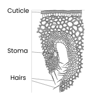 <p><strong>Explain the structural and functional compromises in xerophytic plants that allow efficient gas exchange while limiting water loss. (Part 3 – spines or needles)</strong></p>