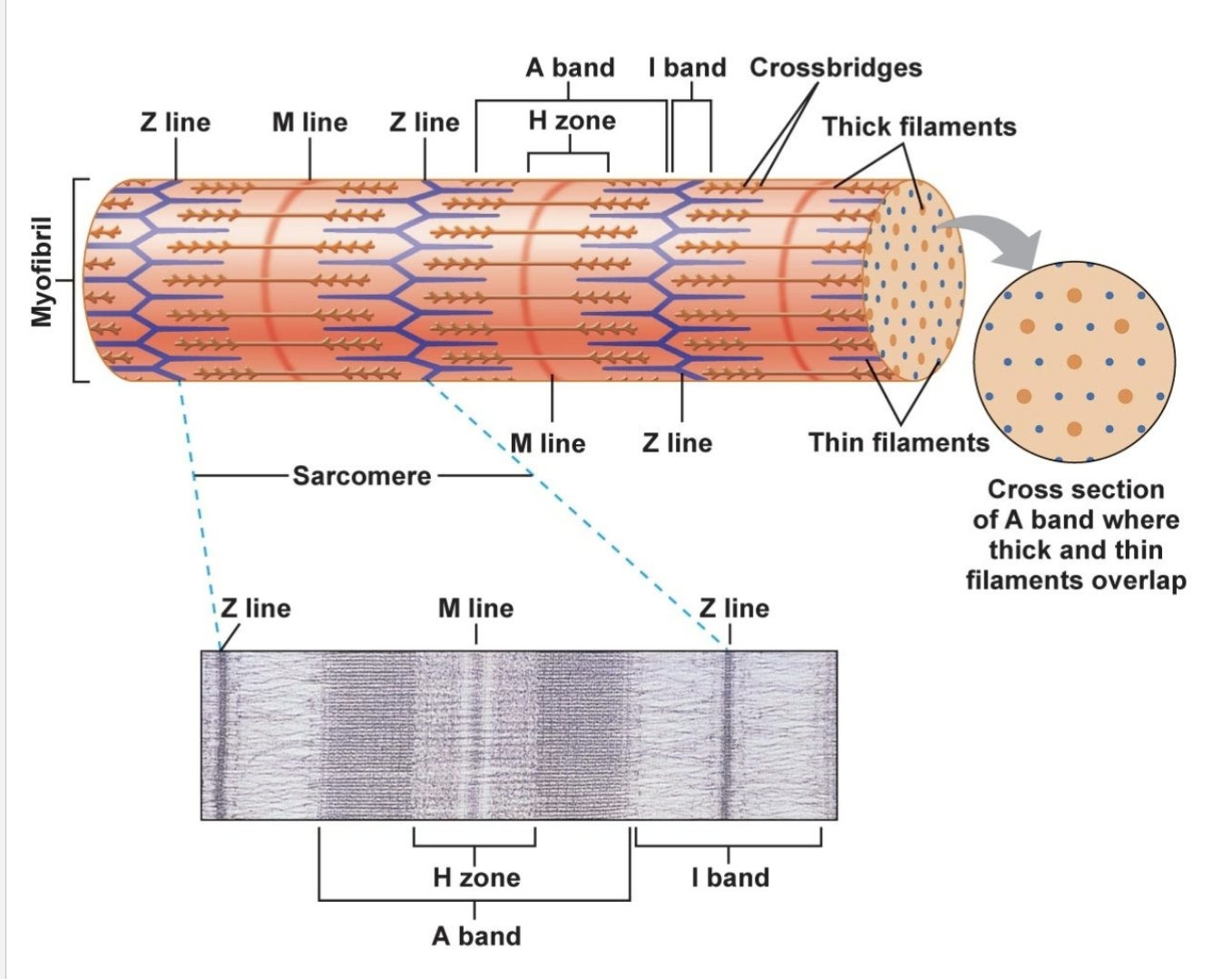 <ul><li><p>corresponds to the entire length of the thick/myosin filaments</p></li><li><p>regions with myosin only + regions where myosin + actin overlap</p></li></ul><p></p>