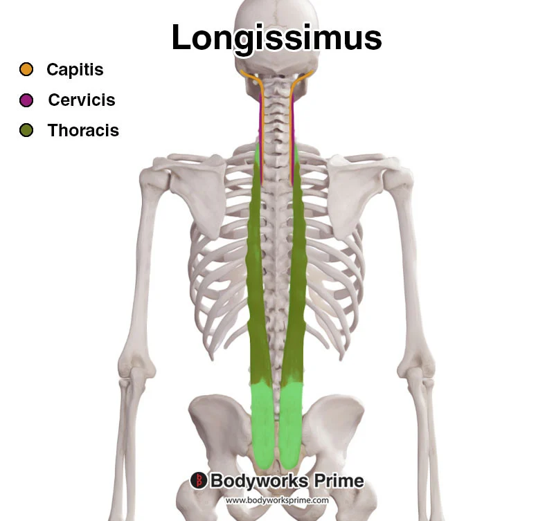 <p><strong>Transverse processes </strong>of <strong>lumbar </strong>through <strong>cervical </strong>vertebrae</p>