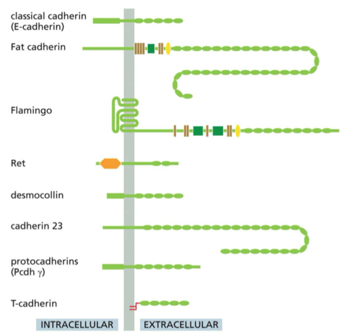 <p>De har <strong>ekstracellulære cadherin-domæner</strong>, som bruges til binding mellem celler.</p>
