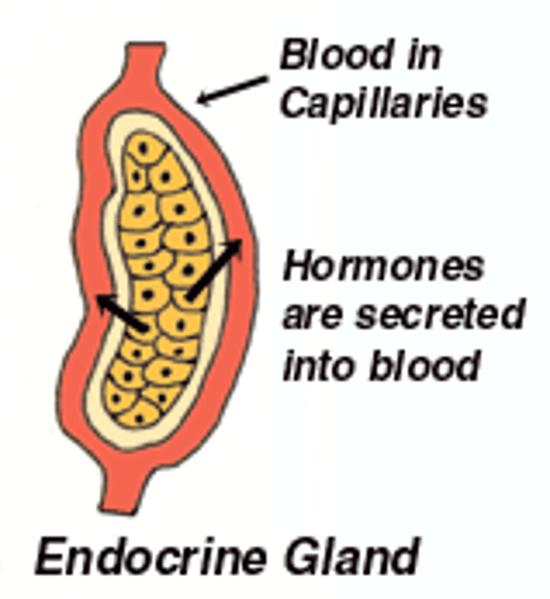 <p>A ductless gland that secretes hormones directly into the blood</p>
