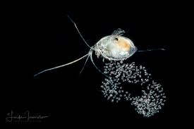 <p>A family of small bioluminescent crustaceans</p>