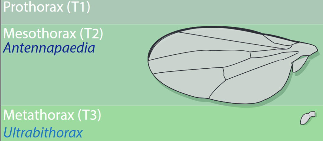 <p>Flies have a wing and a haltere. The difference is driven by the expression of Ubx. Ubx = haltere.</p><p>Other insects have two pairs of wing</p>