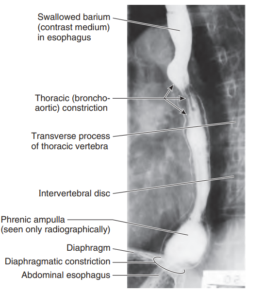 knowt flashcard image
