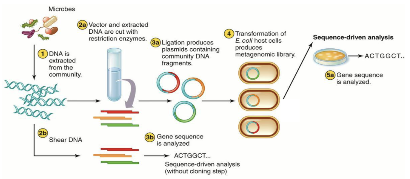 <ul><li><p>Can also sequence all genomic information from an environmental sample rather than a specific marker gene amplified by PCR</p></li></ul><p></p>