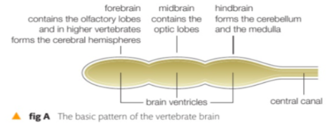 <p>Formation of the brain</p>
