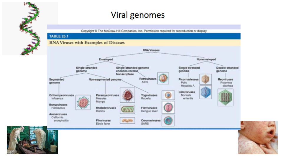 <p>- RNA Viruses can be enveloped or non-enveloped</p><p>- each category can have single stranded or double stranded genome</p><p>- in single stranded genome of enveloped virus we can have segmented or non-segmented genome</p>