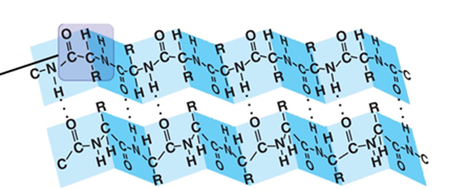 <p>A secondary structure in proteins formed by hydrogen bonding between strands of amino acids, resulting in a pleated appearance.</p>