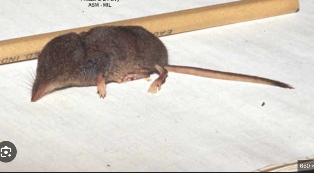 <p>Soricidae. Small shrew, bi-colored tail</p>