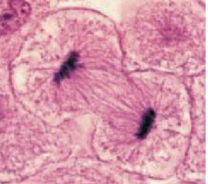 <p>division of cytoplasm; begins during late anaphase and continues through and beyond telophase; a contractile ring of actin microfilaments forms the cleavage furrow and pinches the cell apart</p>