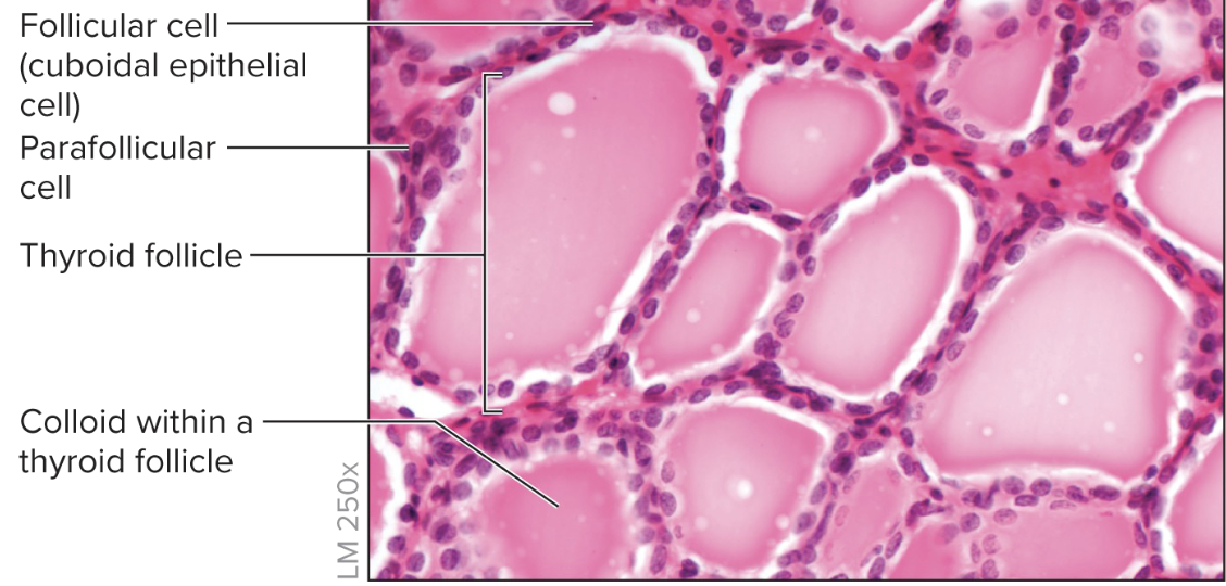 <p>thyroid gland </p>