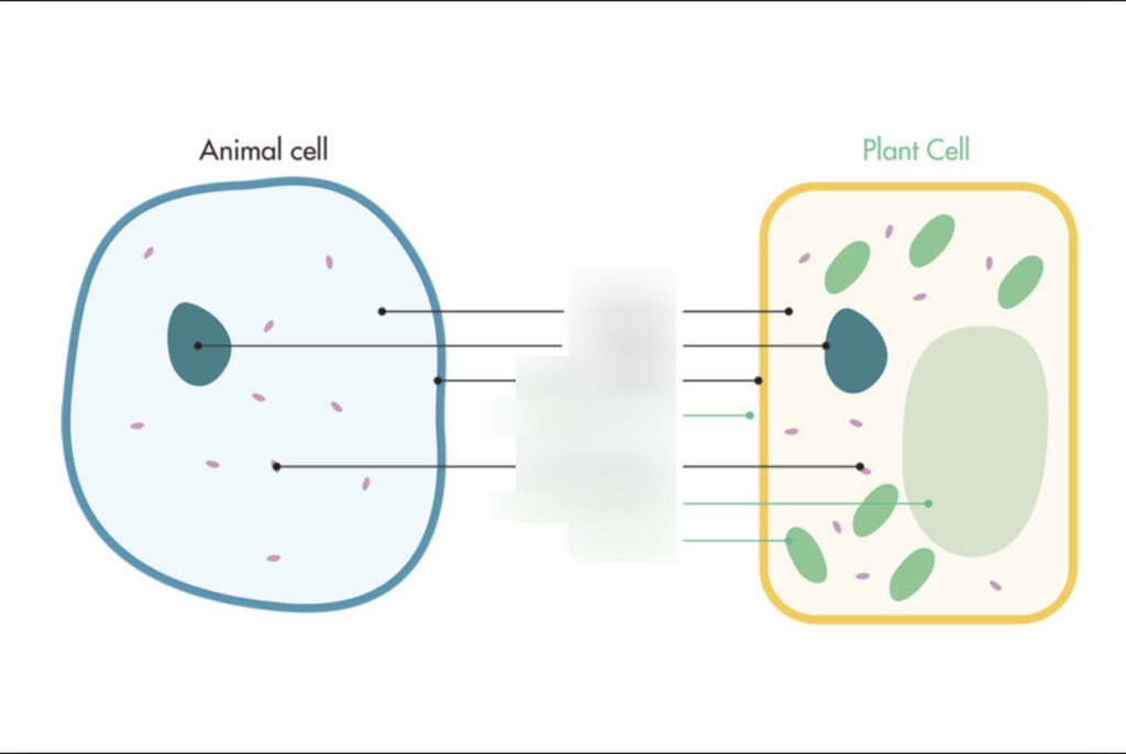 <p>Cell </p>