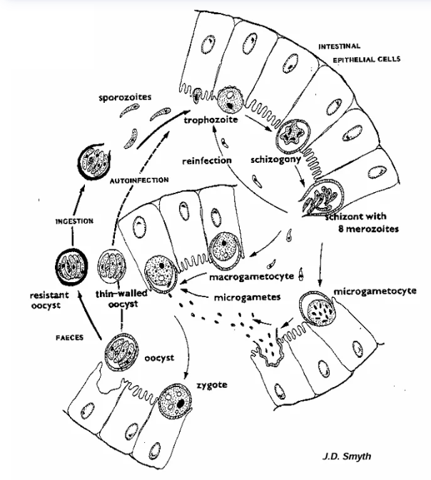 knowt flashcard image