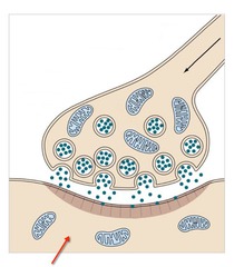 <p>cell that receives message</p>