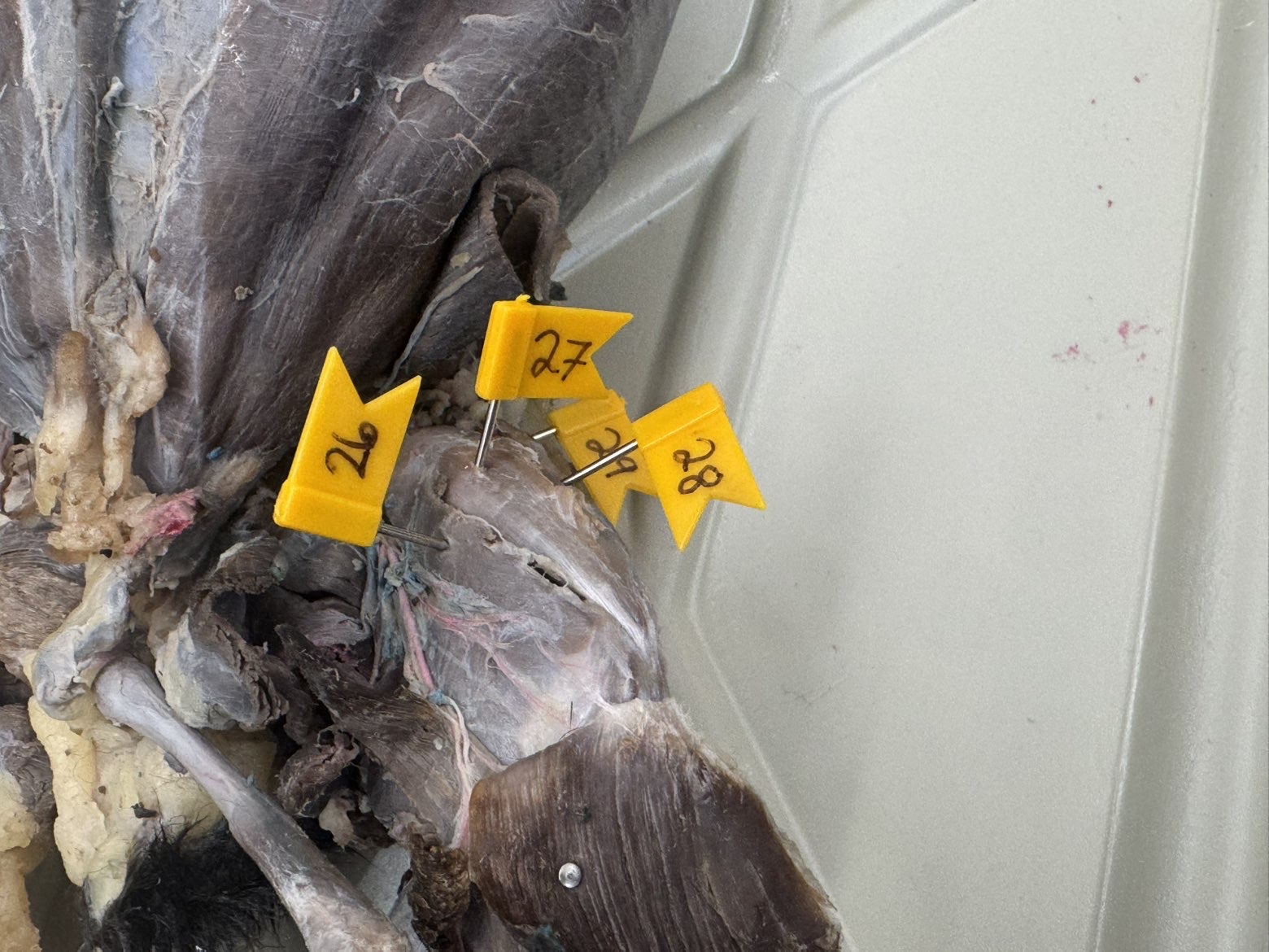 <p>Number:</p><p>26</p><p>27</p><p>28</p>