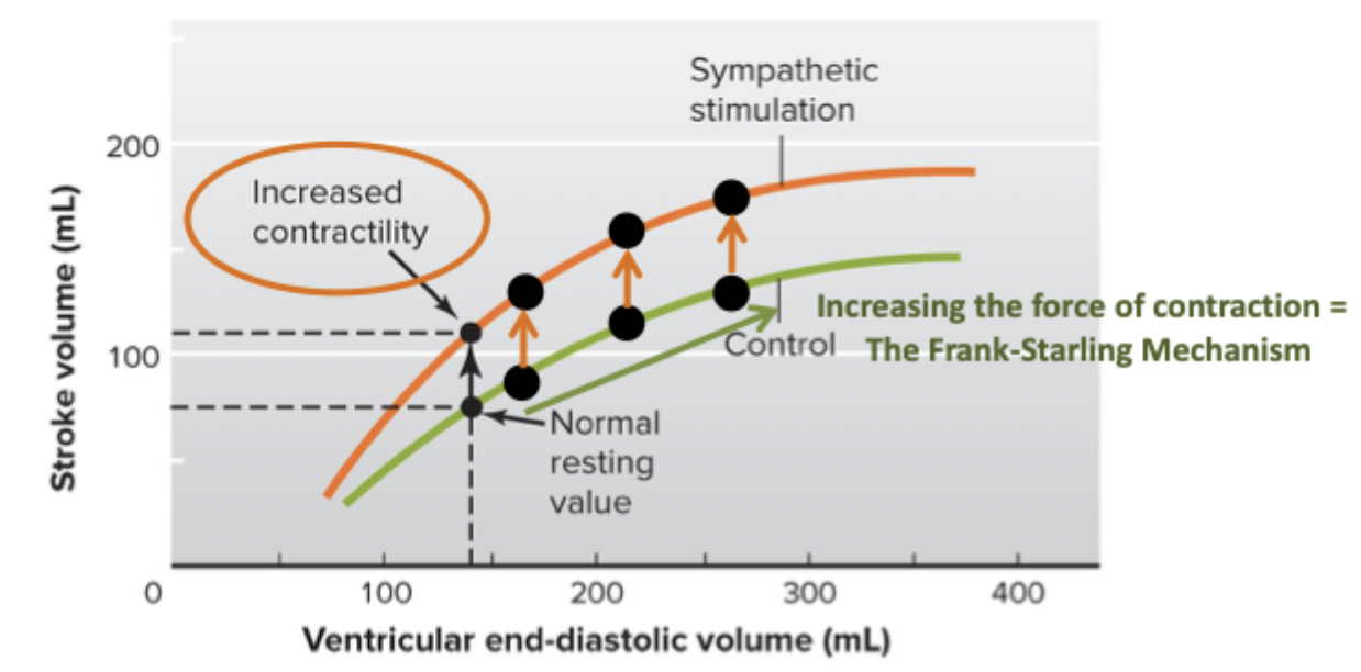 <p>Increased contractility by increasing Ca release at any given EDV, makes new Frank-Starling curve</p><p>Increased L-Ca current, more Ca in cytosol, more troponin saturation</p><p>Faster reuptake</p><p>Increased <strong>ejection fraction</strong></p><p>Is an<strong> ionotropic effect</strong></p>