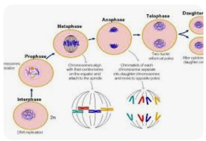 <p>(interphase)</p><p>prophase</p><p>metaphase</p><p>anaphase</p><p>telophase</p><p>PMAT</p>