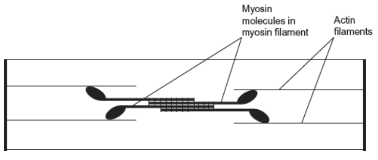 <p>the diagram shows the arrangement of actin and myosin in a sarcomere. one form of muscle disease is caused by a mutated allele of a gene. this leads to production of myosin molecules that are unable to bind to other myosin molecules. </p><p>if myosin molecules are unable to bind to other myosin molecules, this prevents muscle contraction - use the diagram and your knowledge of how muscles contract to suggest why (3)</p>