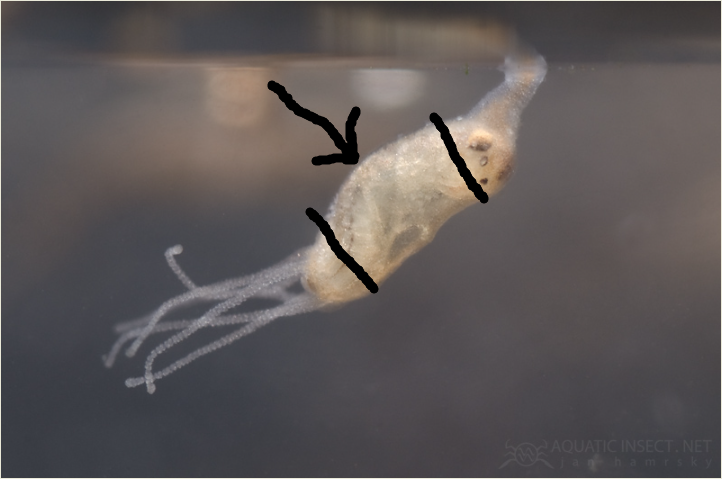 <p>gastrovascular cavity Cnidaria </p>