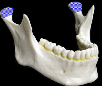 <p>a smooth, rounded articular process</p>