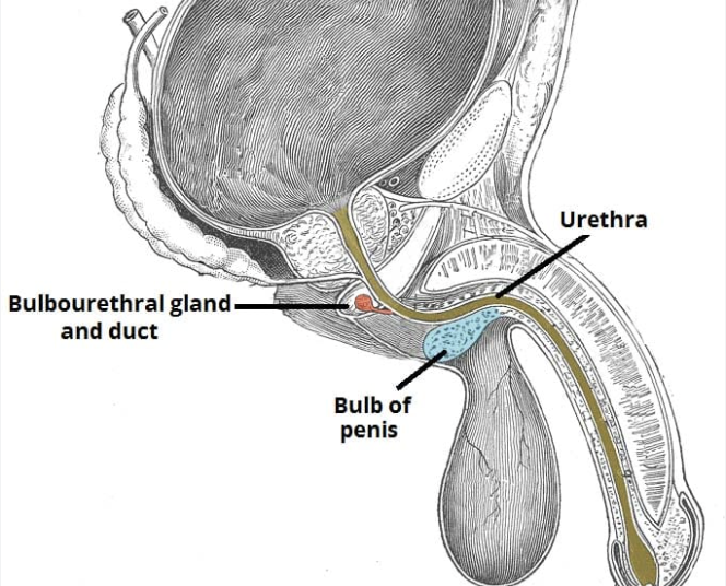 <p>two exocrine glands that secrete pre-ejaculation for lubrication the urethra and protects sperm </p>