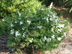 <p>Snowmound Spirea</p>
