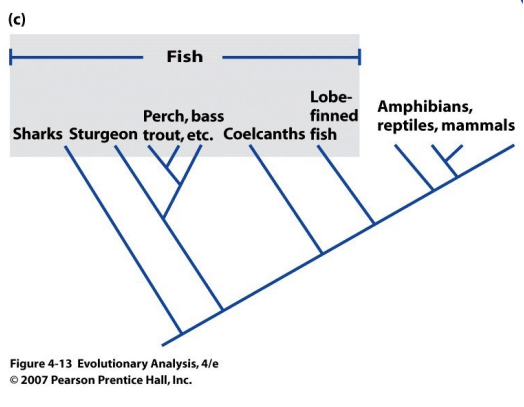 <p>Many traditional taxa names represent paraphyletic groups</p><p>Paraphyletic: group includes some, but not all the descendants of a common ancestor</p><p>ex: Fish</p><ul><li><p>a common ancestor</p></li><li><p>but <strong>NOT all descendants</strong></p></li></ul><p></p>
