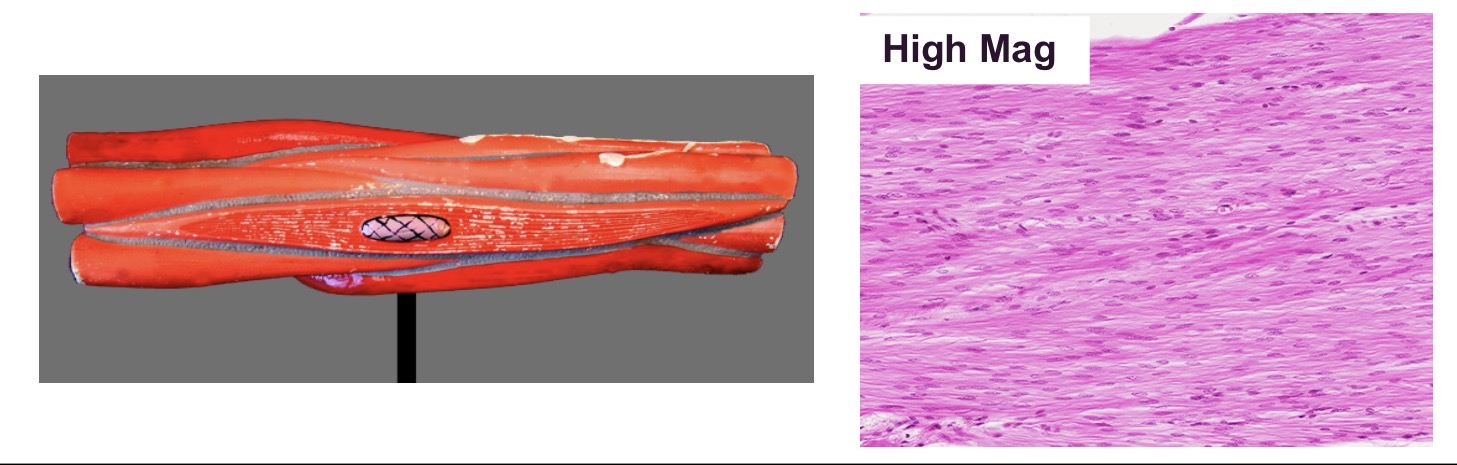 <p>A type of muscle that lacks striations and contains nuclei.</p>