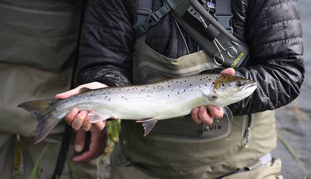 <p>grilse</p>