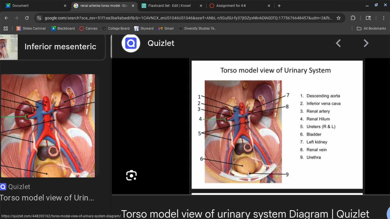 knowt flashcard image