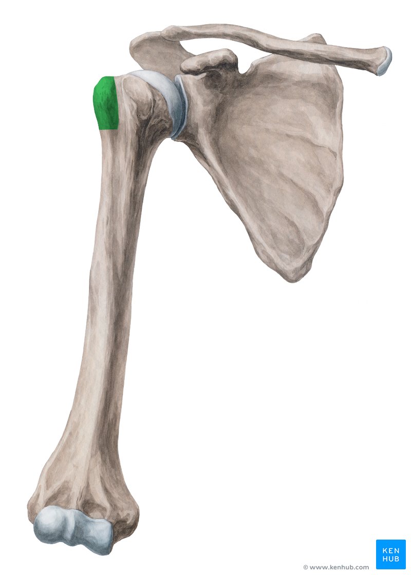 <p>Name the specific part of the bone in color</p>