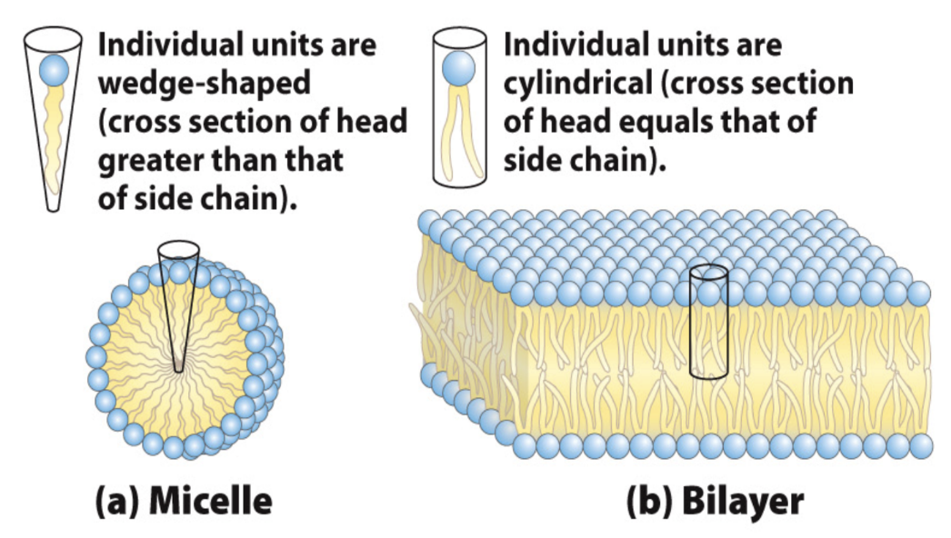 <p>What is the hydrophobic effect?</p>