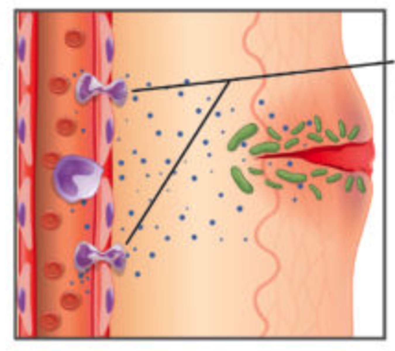 <p>diapedesis</p><p>(Note: slip between</p><p>endothelial cells of</p><p>capillary)</p>