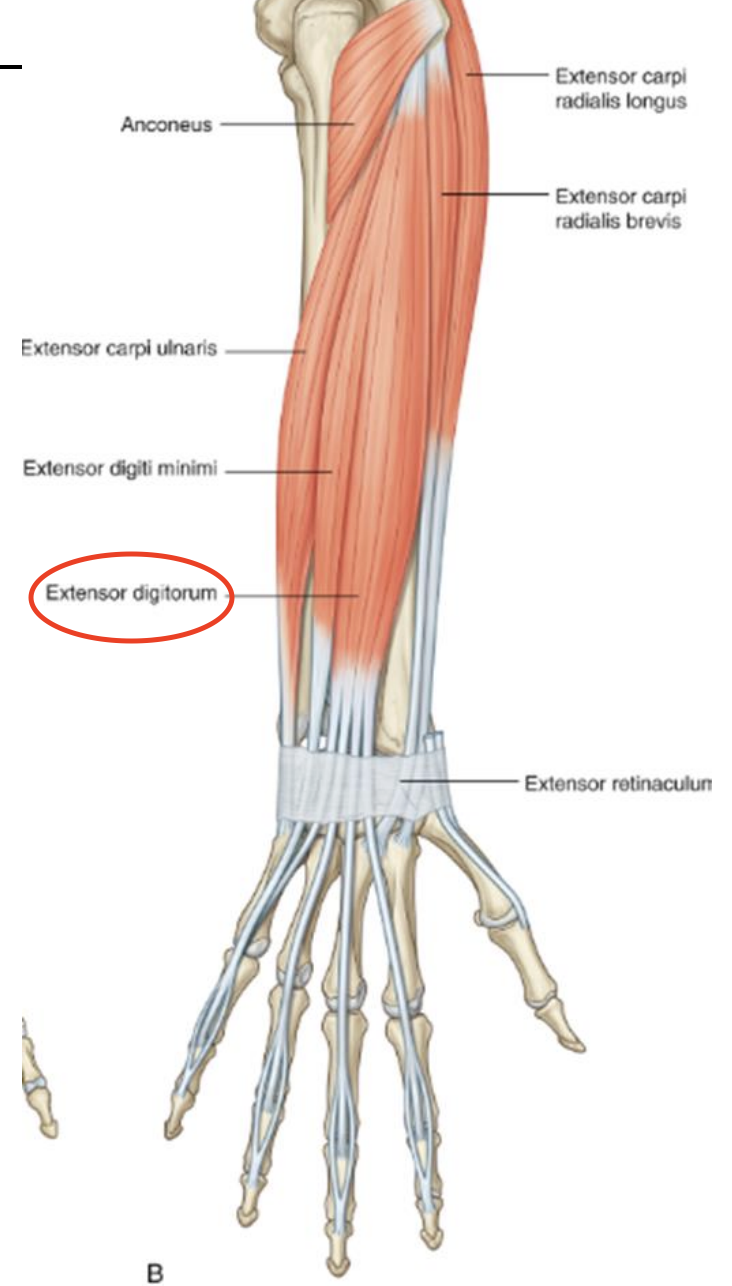 <p><strong>Posterior Forearm Muscle- </strong>Extensor digitorum</p>