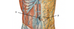 <p>Identify the structure #3</p>