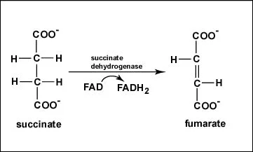 <p>Step 6</p><p>Succinate is oxidized to fumarate, enzyme catalyzes removal of 2 hydrogens</p><p>FAD is reduced to FADH<sub>2</sub></p>