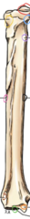 <p>What is circled in brown?</p>