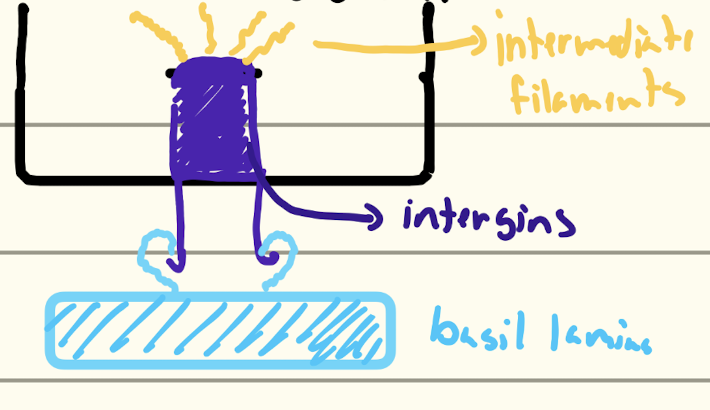 <p>Major component: <span>Integrins </span></p><p>Cytoskeletal attachment: <span>Intermediate filaments </span></p><p><span>Cell–extracellular matrix adhesion</span></p>