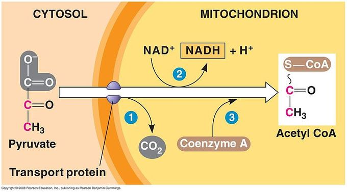 <p>Precursor step to TCA cycle</p><ol><li><p>Removal of hydroxyl group, hydroxyethyl is bound to pyruvate dehydrogenase</p></li><li><p>Hydroxyethyl is oxidized to acetyl, reducing NAD to NADH</p></li><li><p>The acetyl group is transferred to Coenzyme A, producing acetyl CoA </p></li></ol><p></p>