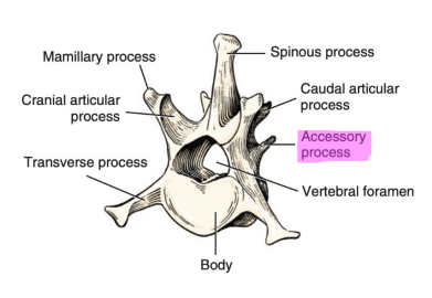 <p>Q: Accessory processes are well developed on the first 3-4 lumbar vertebrae but are absent on the …… </p><p>A. 5th and 6th </p><p>B. 1st and 2nd </p><p>C. 6th and 7th </p><p>D. 3rd and 4th</p>