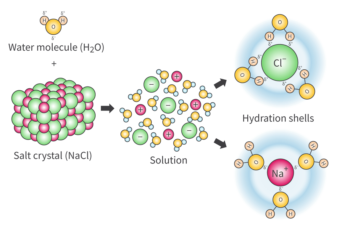 <p>The process of solute particles moving and becoming evenly spread out in a solvent.</p>
