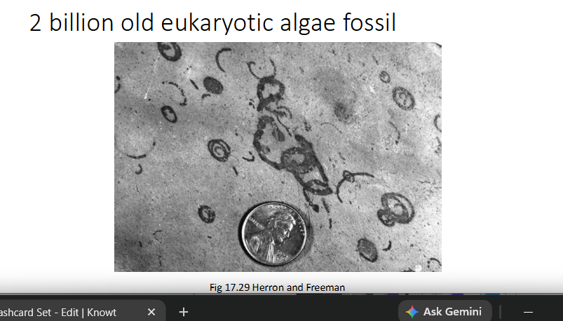 <p><strong>What is the significance of this fossil?</strong><br></p>