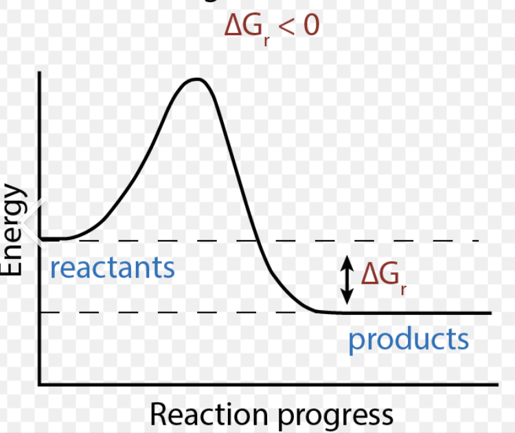 <p>-ΔG </p><p>Spontaneous (happens w/o energy input)</p>