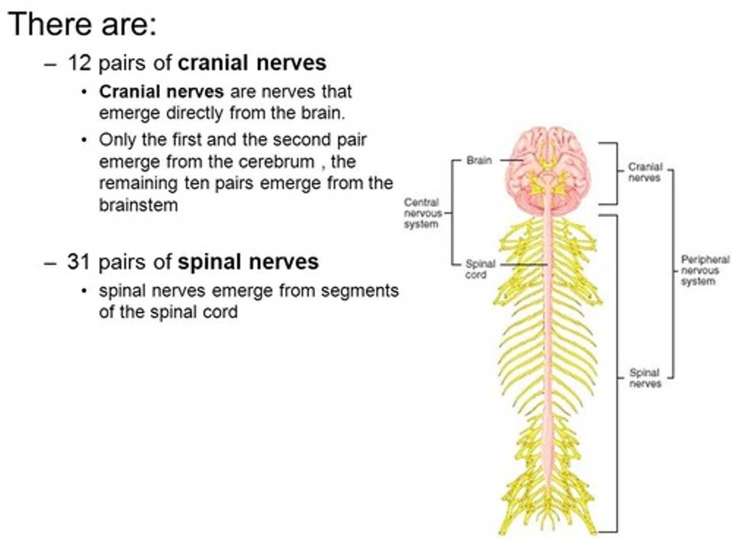 <p>(D) Cranial, Spinal</p><p>Nerves that exit the skull are called cranial nerves while nerves that exit the spinal cord are called spinal nerves.</p>