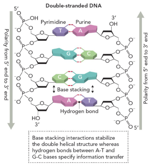 <p>deoxynucleotides are linked through a phosphodiester bond that connects  the 5’-carbon to the 3’-carbon of the next nucleotide</p><p>2 DNA strands in the double helix are antiparallel to each other and run in the 5’ to 3’ direction</p><p>M1T3</p>