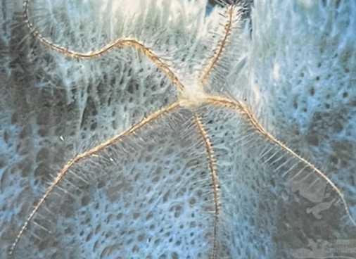 <p>larvae are bilaterally symmetrical; coelomates; deuterostomes; adults have pentamerous body plan/nonsegmented; endoskeleton of calcareous plates; water vascular system; marine</p><p>(ex: sea urchins, sea biscuits, sand dollars, starfish)</p>