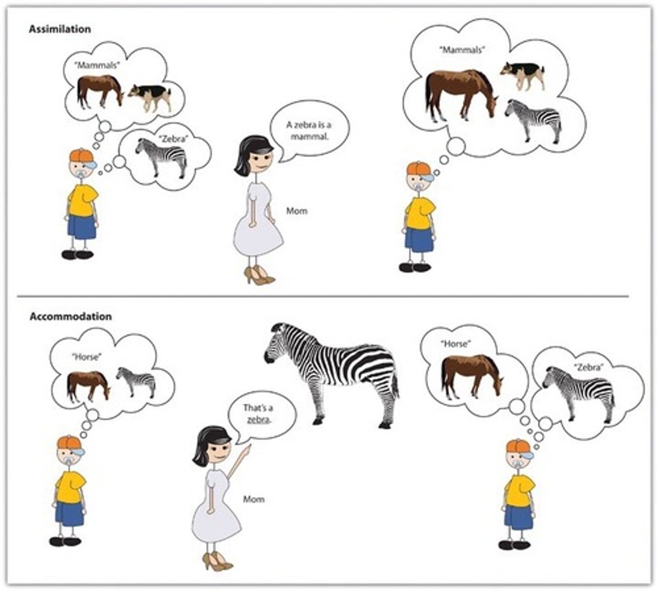<p>- Piaget's term for adjustment to new information about the environment, achieved through processes of assimilation and accommodation.</p><p>(how your brain adjusts to the outside world when it discovers something brand new. It is like updating the apps on a phone so they can handle new games.)</p><p>Example (The Animal Mistake)</p><p>Step 1 (Assimilation): A toddler has a mental folder for "Dog" (four legs, furry, barks). One day, they see a Poodle for the first time. They look at it, notice it fits the rules, and say, "Look, a dog!" They successfully fitted the new information into their old folder.</p><p>Step 2 (The Mistake): The next day, the toddler sees a Cat for the first time. Because it is furry and has four legs, they mistake it for a dog and yell, "Look, a big dog!"</p><p>Step 3 (Accommodation): The child's parent says, "No, that's a cat. It goes meow, and it climbs trees." The toddler's brain now has to use accommodation. It realizes the "Dog" folder is wrong for this animal, so it creates a brand-new mental folder labeled "Cat." Their brain has successfully adapted!</p>