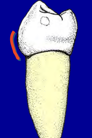 <p>What is the name of the indicated structure? </p>