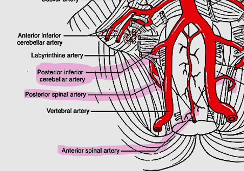 <ol><li><p>2 posterior spinal arteries (PSpA)</p></li><li><p>1 anterior spinal artery (ASpA)</p></li><li><p>Posterior inferior cerebellar artery<br></p></li></ol><p></p>