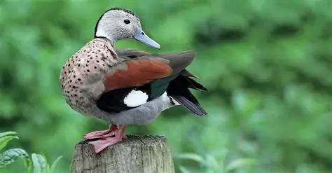 <p>Canard à collier noir / callonetta</p>